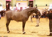 W ARMAS INERVO, DE Y. TRUJILLO, SUBCAMPEON JOVEN DEL MUNDO SICAB 2015 (Copiar)